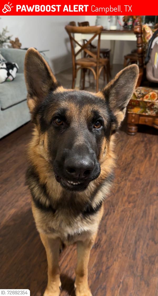 Lost Male Dog last seen Near cemetery., Campbell, TX 75422