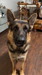Lost Male Dog last seen Near cemetery., Campbell, TX 75422