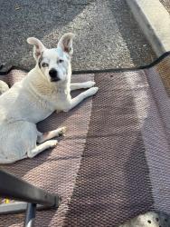 Lost Female Dog last seen Rock blvd and Greg st near rock park , Sparks, NV 89431