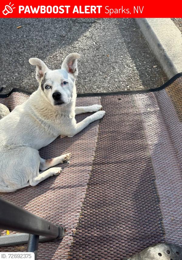 Lost Female Dog last seen Rock blvd and Greg st near rock park , Sparks, NV 89431