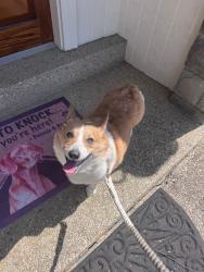 Found/Stray Male Dog last seen Near Potomac Library, Potomac, MD 20854