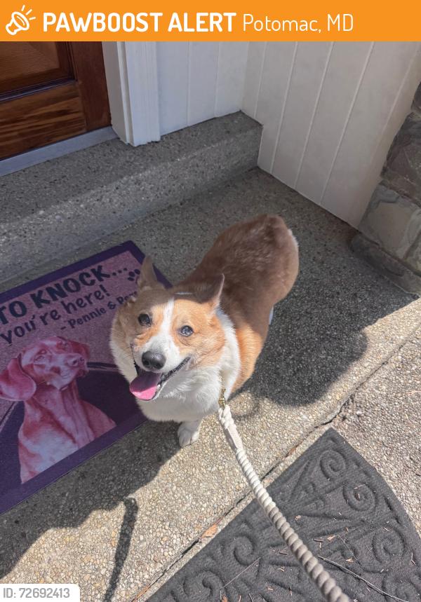 Found/Stray Male Dog last seen Near Potomac Library, Potomac, MD 20854