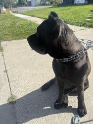 Found/Stray Female Dog last seen Between McDermott and Diehl way, Pittsburg, CA 94565