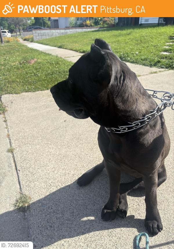 Found/Stray Female Dog last seen Between McDermott and Diehl way, Pittsburg, CA 94565