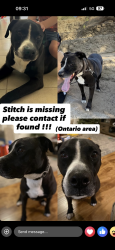 Lost Male Dog last seen Euclid and mission, Ontario, CA 91761