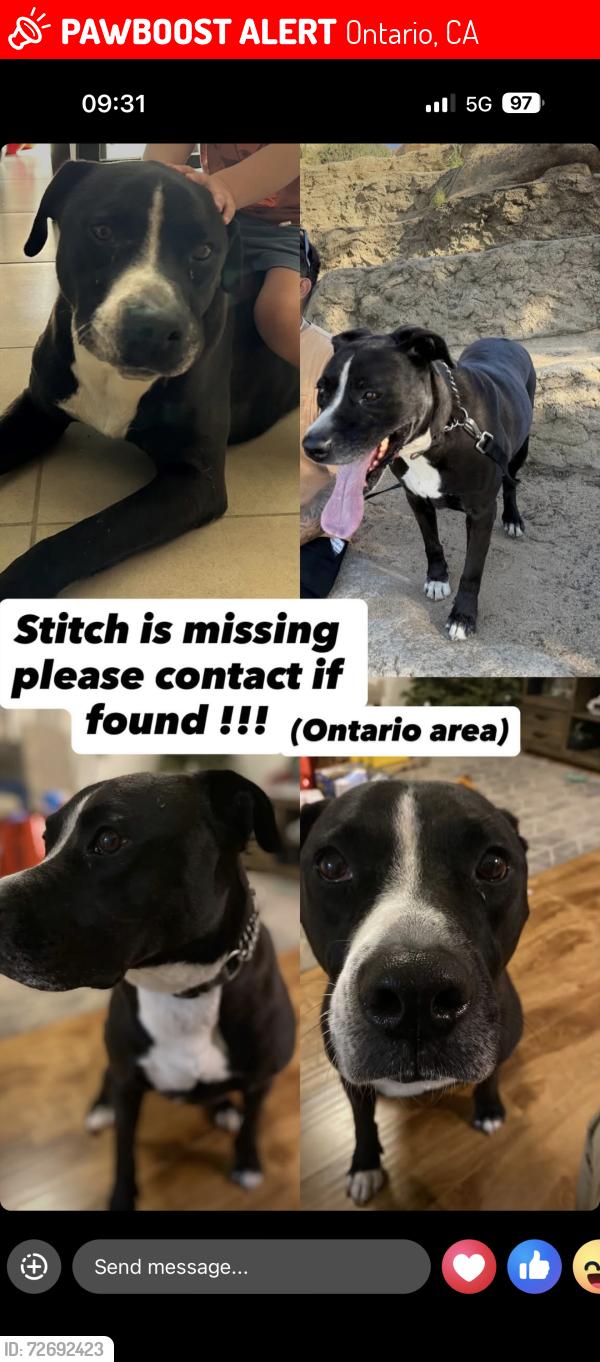 Lost Male Dog last seen Euclid and mission, Ontario, CA 91761