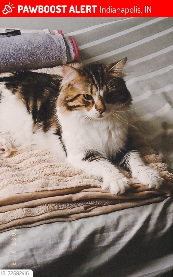 Lost Male Cat last seen Congress Ave, Indianapolis, IN 46222
