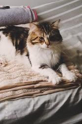 Lost Male Cat last seen Congress Ave, Indianapolis, IN 46222
