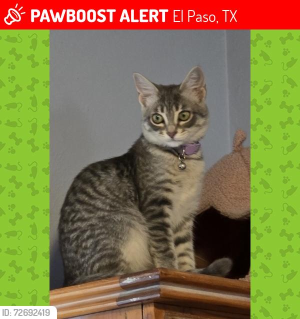Lost Female Cat last seen Mardi Gras & Carnival, El Paso, TX 79912