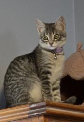 Lost Female Cat last seen Mardi Gras & Carnival, El Paso, TX 79912