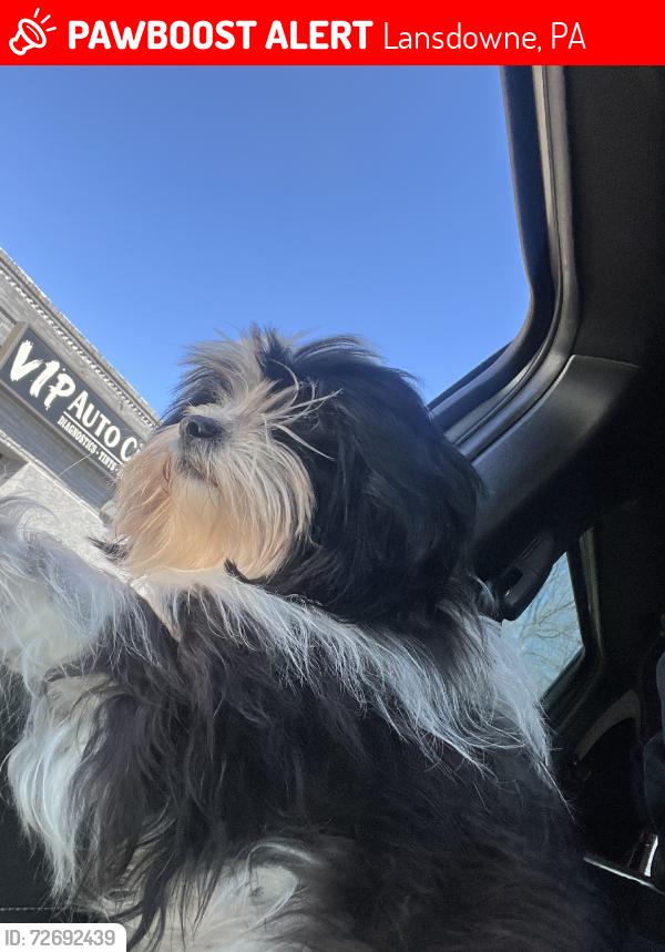 Lost Female Dog last seen Church Ln, Lansdowne, PA 19050