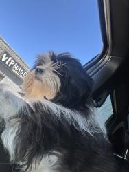 Lost Female Dog last seen Church Ln, Lansdowne, PA 19050
