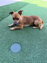 Found/Stray Male Dog last seen Miraloma and Sandalwood, Anaheim, CA 92806