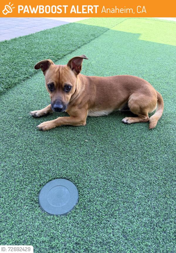 Found/Stray Male Dog last seen Miraloma and Sandalwood, Anaheim, CA 92806