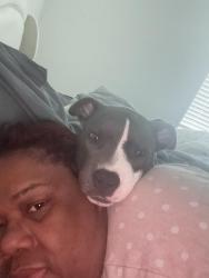 Lost Male Dog last seen Unknown , San Antonio, TX 78245