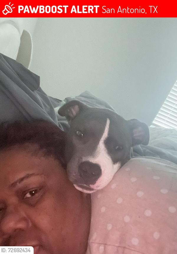 Lost Male Dog last seen Unknown , San Antonio, TX 78245