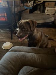 Found/Stray Male Dog last seen Caroline dr / twin lakes dr, Horn Lake, MS 38637