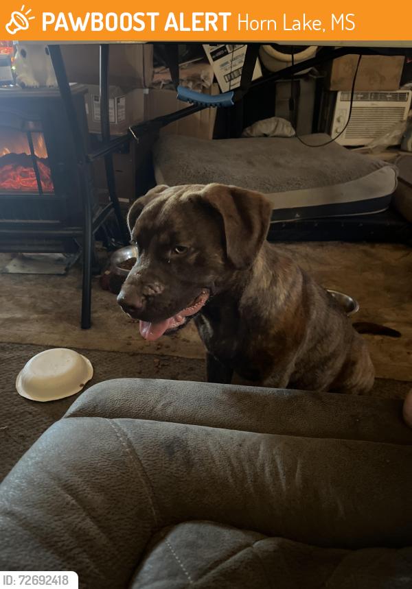 Found/Stray Male Dog last seen Caroline dr / twin lakes dr, Horn Lake, MS 38637