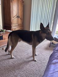 Found/Stray Male Dog last seen Chapman and State College, Fullerton, CA 92832