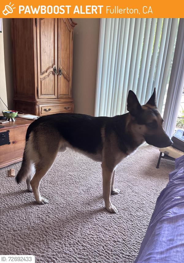 Found/Stray Male Dog last seen Chapman and State College, Fullerton, CA 92832