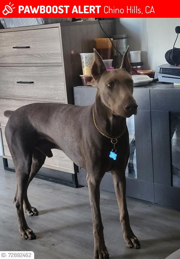Lost Male Dog last seen Rolling Ridge & Glen Ridge CHINO HILLS, Chino Hills, CA 91709