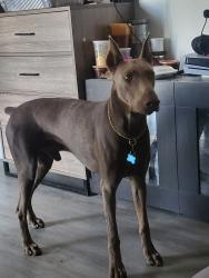 Lost Male Dog last seen Rolling Ridge & Glen Ridge CHINO HILLS, Chino Hills, CA 91709