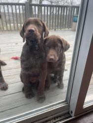 Lost Unknown Dog last seen Rivermont Ct , Kingston Springs, TN 37082