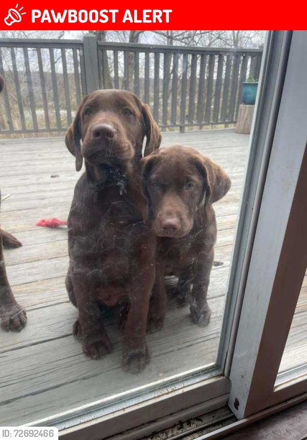 Lost Unknown Dog last seen Rivermont Ct , Kingston Springs, TN 37082