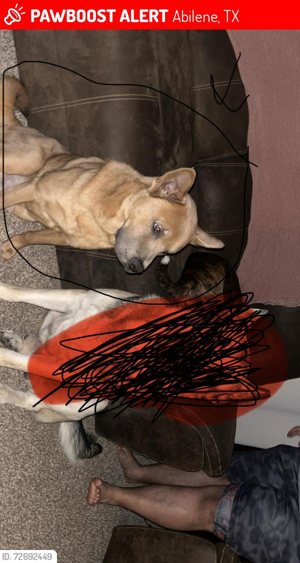 Lost Male Dog last seen N Willis st Abilene texas, Abilene, TX 79603