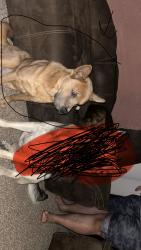 Lost Male Dog last seen N Willis st Abilene texas, Abilene, TX 79603