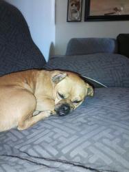 Lost Male Dog last seen In the street of Eleanor Ave by Avenue C Yuma AZ , Yuma, AZ 85364