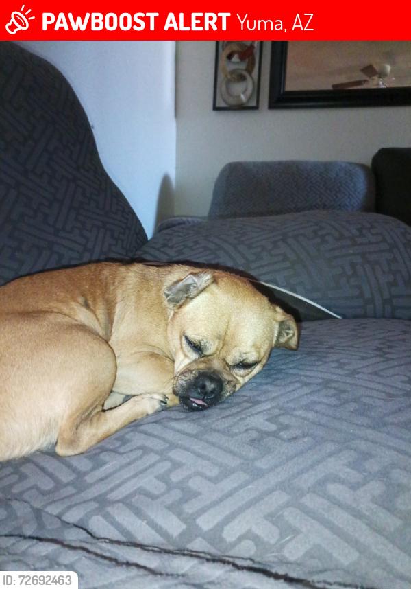 Lost Male Dog last seen In the street of Eleanor Ave by Avenue C Yuma AZ , Yuma, AZ 85364