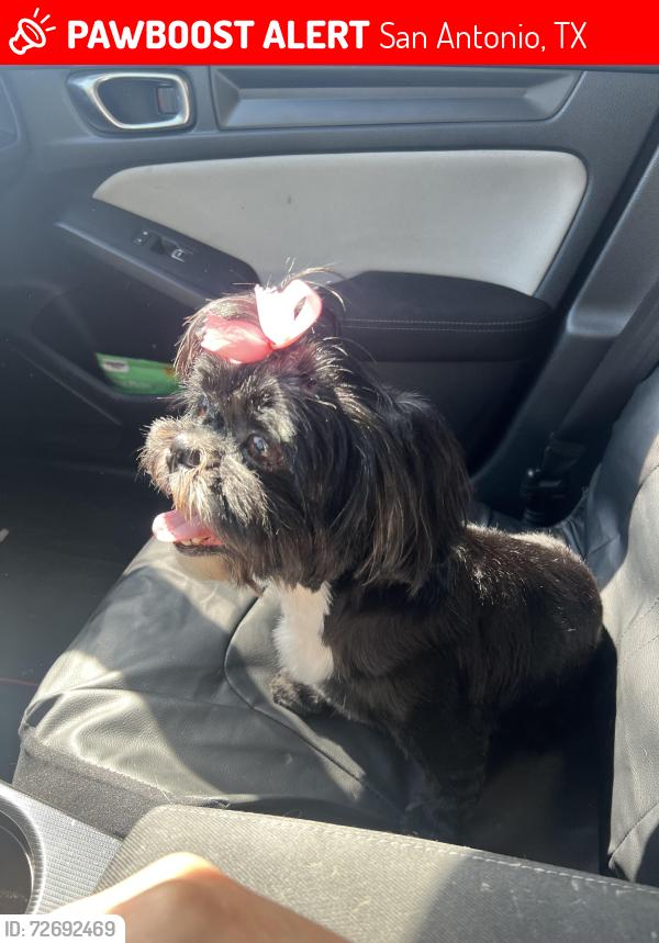 Lost Female Dog last seen Sabinal , San Antonio, TX 78252