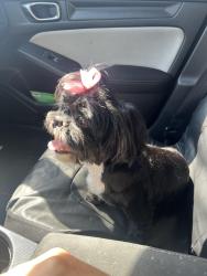 Lost Female Dog last seen Sabinal , San Antonio, TX 78252