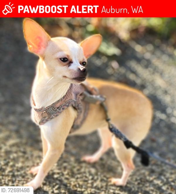 Lost Female Dog last seen L street, Auburn, WA 98002