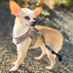 Lost Female Dog last seen L street, Auburn, WA 98002