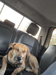 Found/Stray Male Dog last seen Near and Nicols sawmill, Magnolia, TX 77353