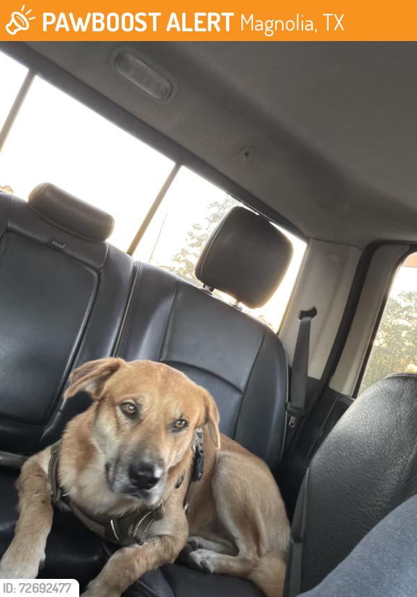 Found/Stray Male Dog last seen Near and Nicols sawmill, Magnolia, TX 77353