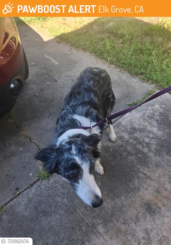 Found/Stray Female Dog last seen Lujan, Elk Grove, CA 95624