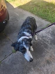 Found/Stray Female Dog last seen Lujan, Elk Grove, CA 95624