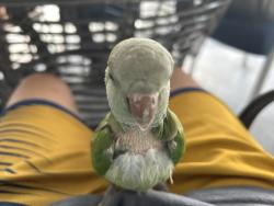 Lost Female Bird last seen Near the railroads track, Pinellas Park, FL 33781