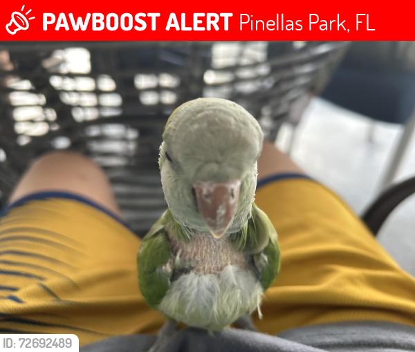 Lost Female Bird last seen Near the railroads track, Pinellas Park, FL 33781