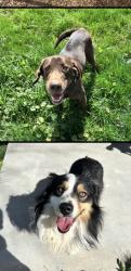 Found/Stray Unknown Dog last seen Locust Grove and Overland, Meridian, ID 83642