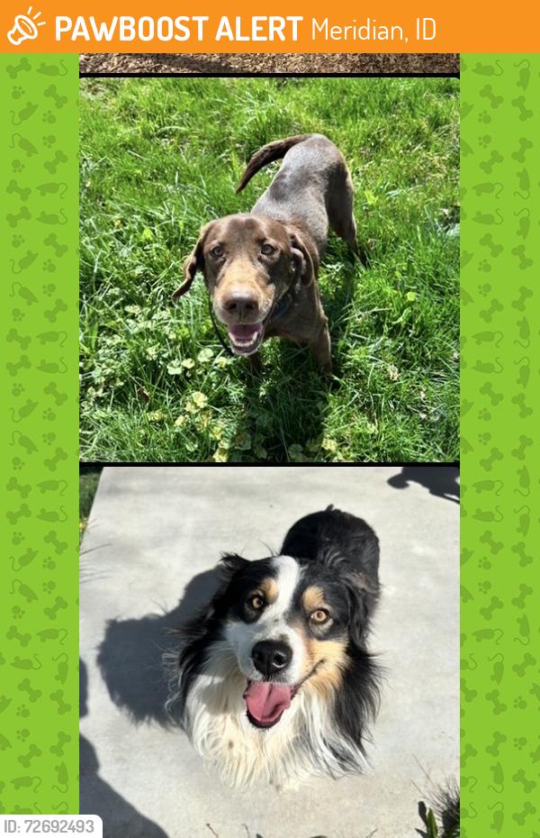 Found/Stray Unknown Dog last seen Locust Grove and Overland, Meridian, ID 83642