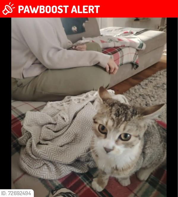 Lost Female Cat last seen Texaco Walkden , Worsley, England M28 3NS