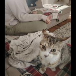 Lost Female Cat last seen Texaco Walkden , Worsley, England M28 3NS