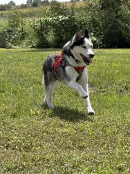Lost Male Dog last seen Laura Dodge Elementary , Omaha, NE 68134