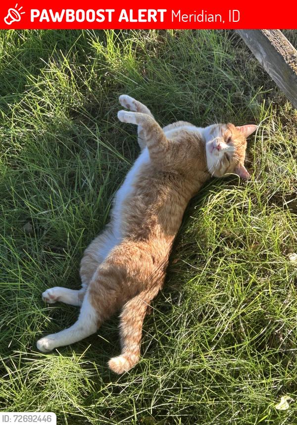 Lost Male Cat last seen Lakeview Golf Course, Meridian, ID 83646