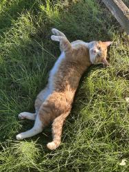 Lost Male Cat last seen Lakeview Golf Course, Meridian, ID 83646