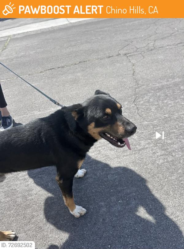 Found/Stray Male Dog last seen Pine & Butterfield CHINO HILLS CA , Chino Hills, CA 91709